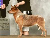 Summerlands Spirit Of The Lakota | Australian Cattle Dog 