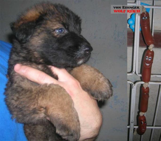 FULHERT von Eisinger WolfReich | German Shepherd Dog 