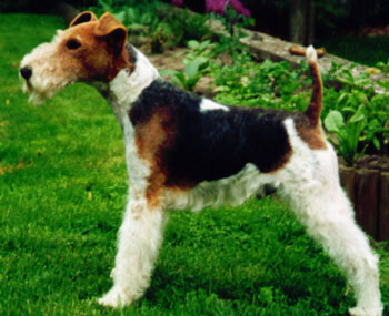 Emil vom Silberloch | Wire Fox Terrier 