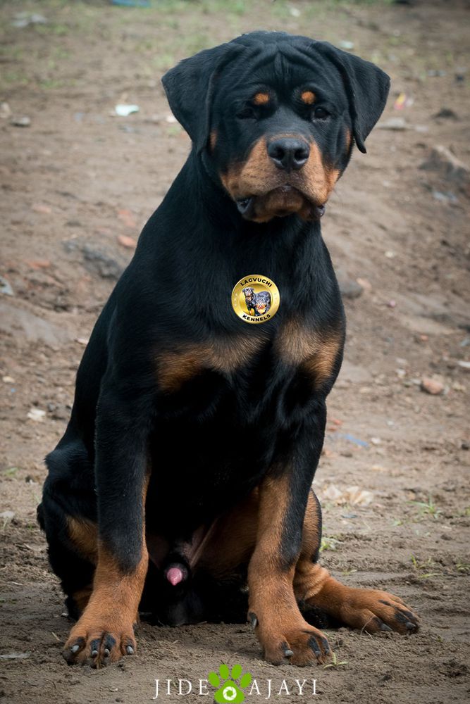 Lagvuchi Armani | Rottweiler 