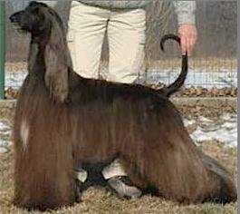 Xenos Cosmedin | Afghan Hound 