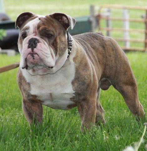 Pacific Blue's Young Heff | Olde English Bulldogge 