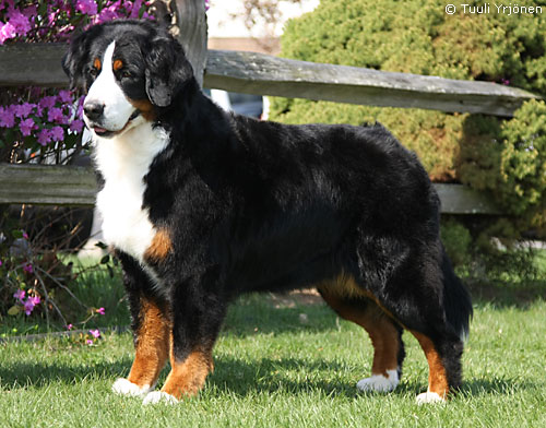 Adesa Double Fantasy | Bernese Mountain Dog 