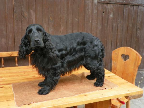 Natchez Beauty Ben's Romaneto | English Cocker Spaniel 