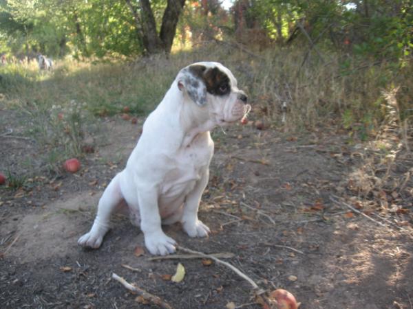 Ramblin Bulldogges Steal your Face (Lt Patch) | Olde English Bulldogge 