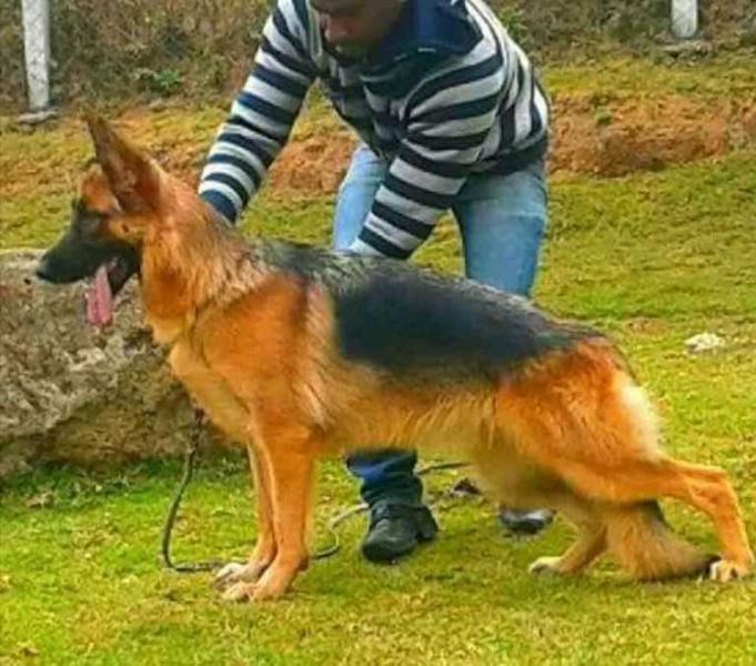 Ila | German Shepherd Dog 