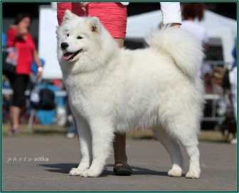 Iokko Iz Korolevstva Margarity | Samoyed 