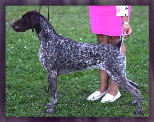 VJK's Point Made For Khrispats | German Shorthaired Pointer 