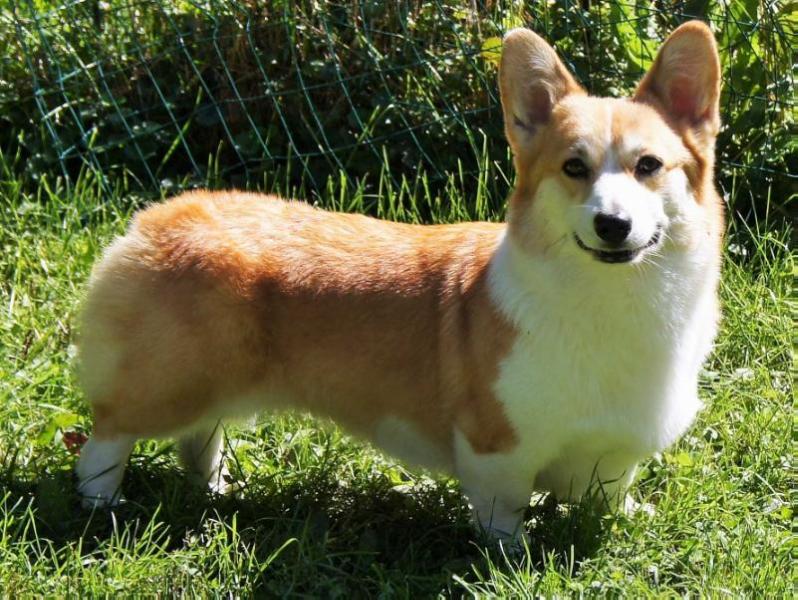 Elfwynkle-Enchanted By Design | Pembroke Welsh Corgi 