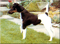 Riber Ricochet | Smooth Fox Terrier 