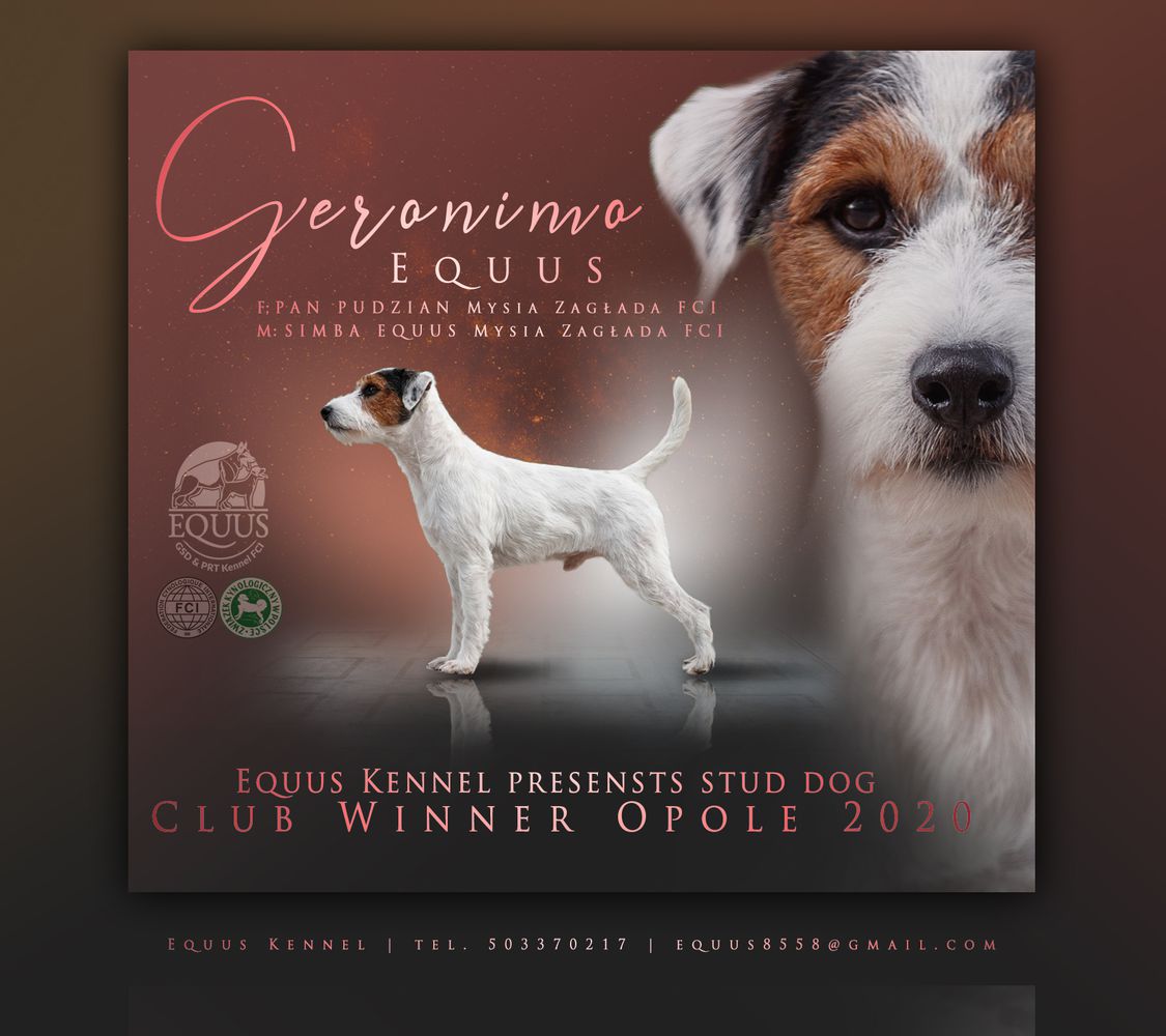 GERONIMO Equus | Parson Russell Terrier 