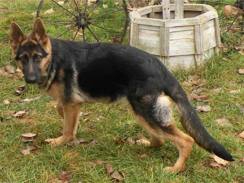 Leikah Ray vom Pearlinhaus | German Shepherd Dog 