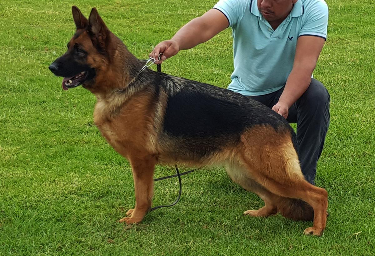 BORA VON BERNJAIM | German Shepherd Dog 