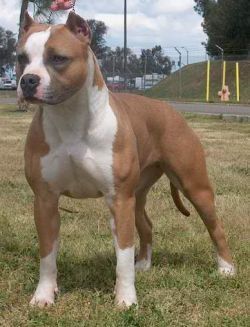 NAVARRO'S CALIFORNIA DIVA | American Pit Bull Terrier 