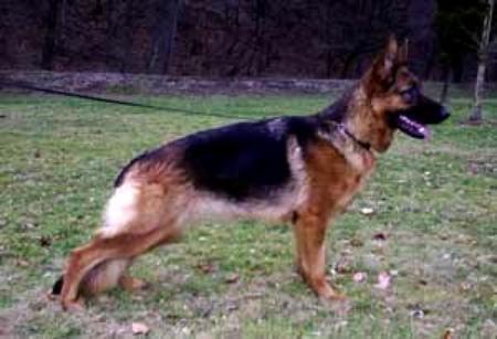Zambi vom Aspenhaus | German Shepherd Dog 