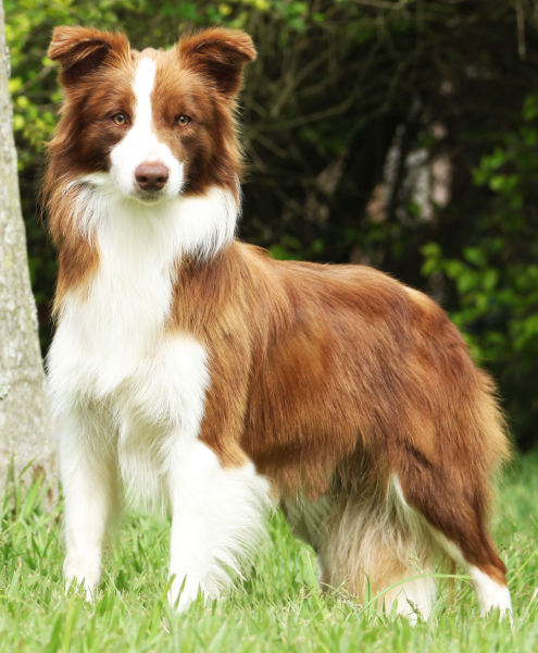 Shoreland's Mocha Latte | Border Collie 