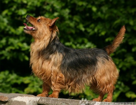 Bene Aussie Top Line | Australian Terrier 