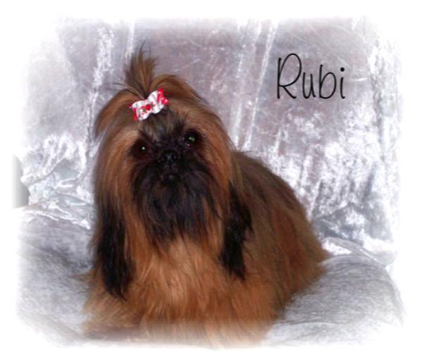 Ramirez's Rubi Slipper | Shih Tzu 