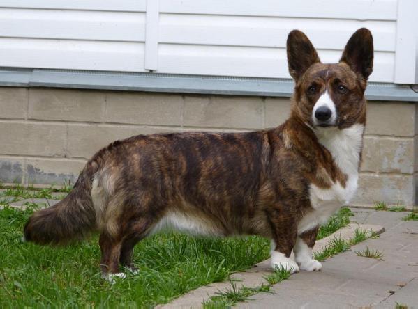 Cardiganium Afina | Cardigan Welsh Corgi 