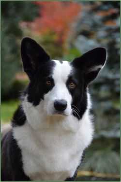 Coedwig's Malachite RN HXAds STDc HTADIIIds | Cardigan Welsh Corgi 