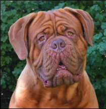 Blue Diamonds Guardin d Galaxy at Rising Star | Dogue de Bordeaux 