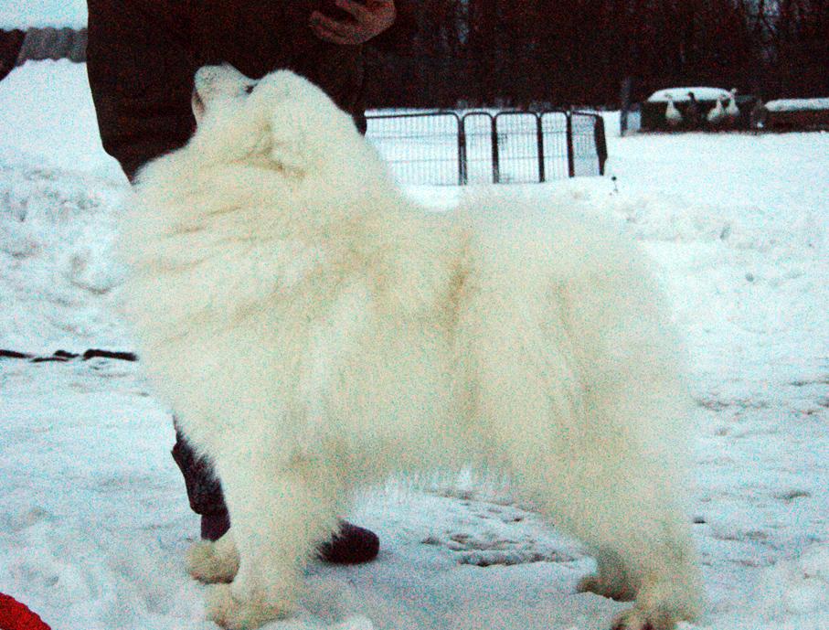 IZDOMASU UMI INFINITI | Samoyed 