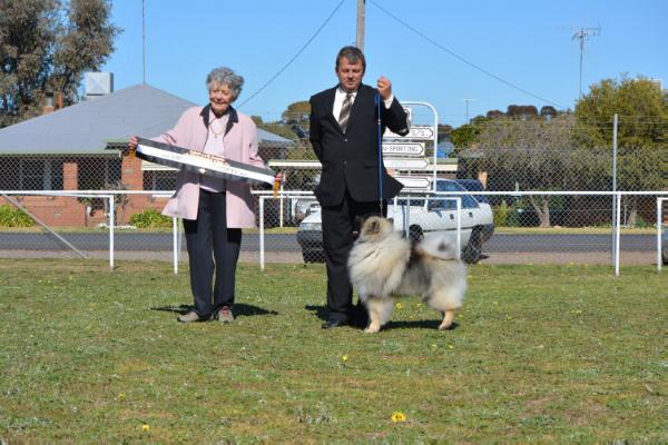 Kahnhond IntoThe Storm | Keeshond 