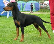 Ceriinan GENEVEVA | German Pinscher 