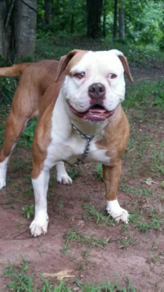 Horton's Lexy of Down South Bulldogs | American Bulldog 