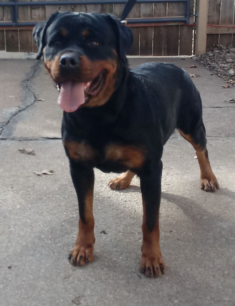 Bonnie Vom Thunderheart | Rottweiler 