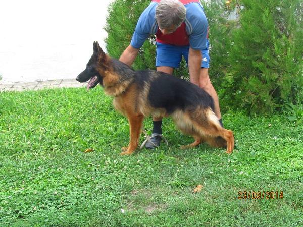 Regiee Team  von der Familien Schafer | German Shepherd Dog 