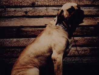 ALAKETUS MAHATMA | Fila Brasileiro 