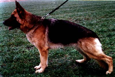 Kim van Dan Alhedy's Hoeve | German Shepherd Dog 