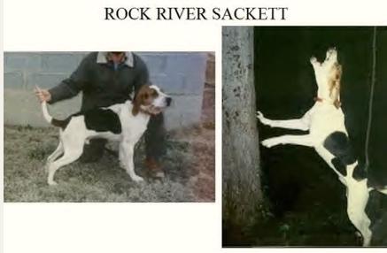 Rock River Sackett | Treeing Walker Coonhound 