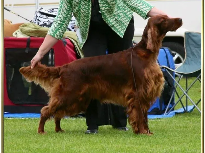 Thendara Lenamore | Irish Setter 