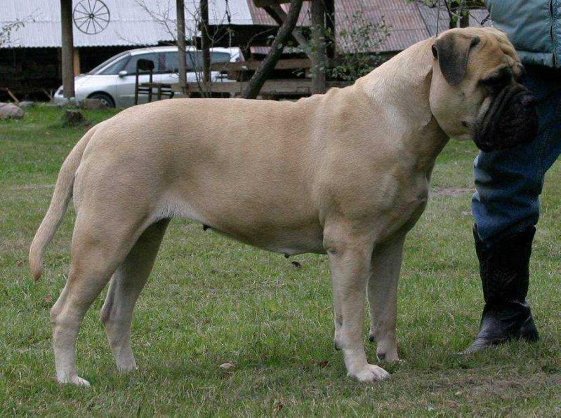 HESTIA White Honey | Bullmastiff 