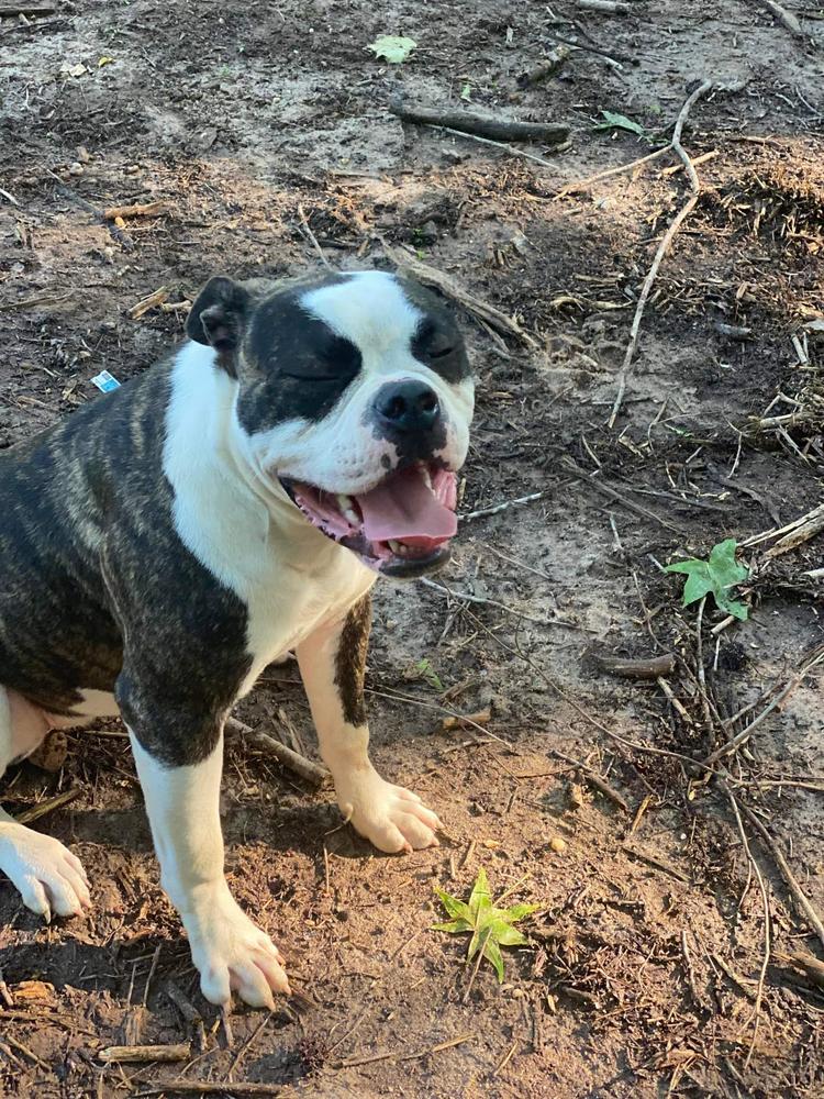 ZARA DIOR OF BBR KENNELS | American Bulldog 