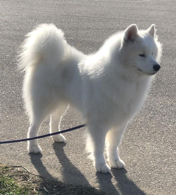 CHELESTINA’S ARCTIC LEGGENDA IMPRESSIO | Samoyed 