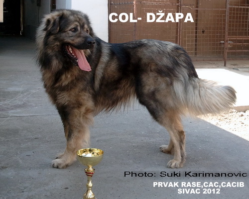 Col Dzapa Zlatni Štit | Yugoslavian Shepherd Dog-Sarplaninac 