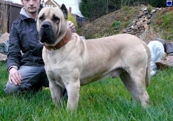 Danko (de Cielo de Canarias) | Perro de Presa Canario 
