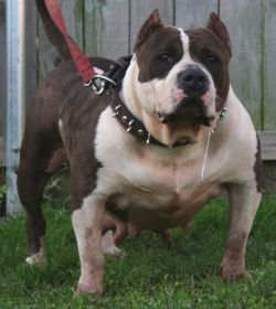 Tso/Gen Edge True-Tank Tootsie | American Pit Bull Terrier 