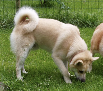 Sunnusteins Geysir | Icelandic Sheepdog 