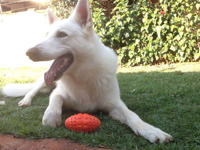 Urso II Alvo Blanco | White Swiss Shepherd Dog 