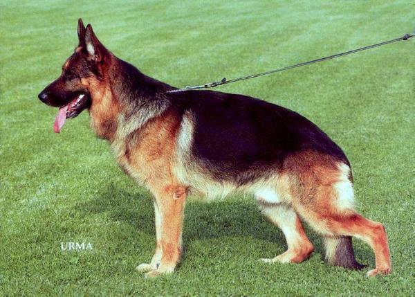 Rikkor von Bad-Boll | German Shepherd Dog 