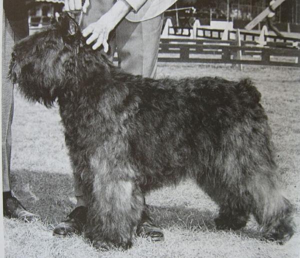 Picolette du Posty Arlequin | Bouvier des Flandres 