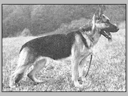 Alma vom Hillesheimer Eck | German Shepherd Dog 