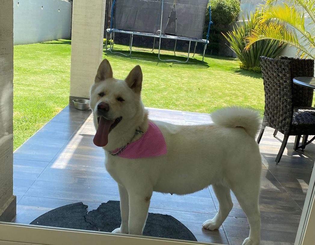 Xanya (Esquivel) | Akita 