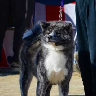 Hana Go Ryuukaen | Akita 