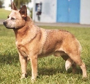 Kurpas' Fire N Brimstone | Australian Cattle Dog 