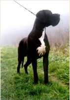 Quanto Bohemia Abrus | Great Dane 